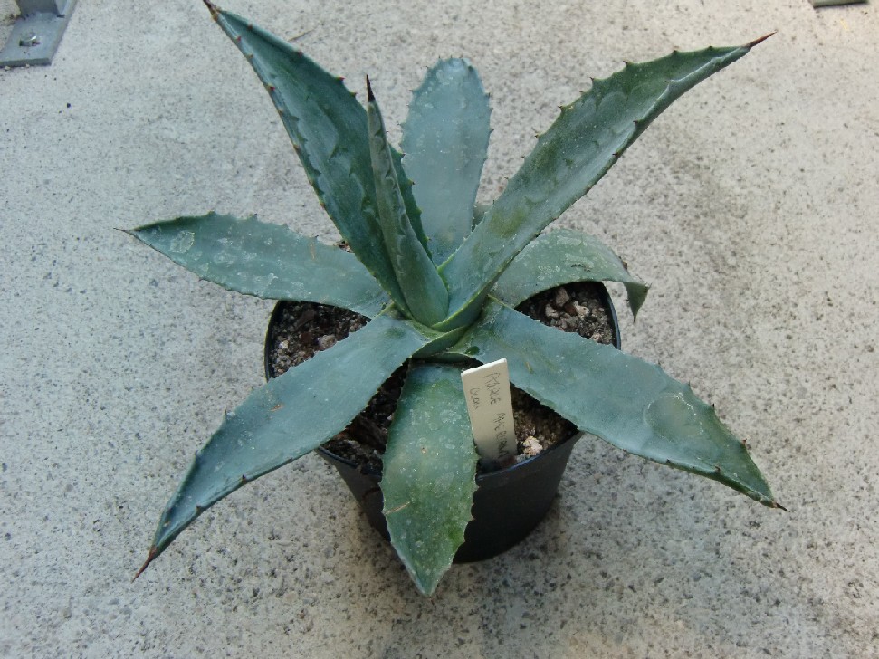 Agave americana blau dm 10/20cm - BIO